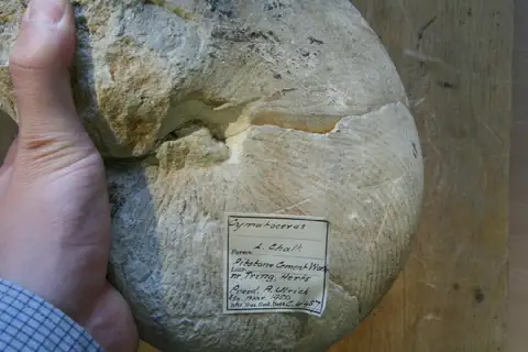 Dokumentasi PI C 41457 dengan identifikasi pada sumber Cymatoceras elegans. Isi dan label gambar dipertahankan.