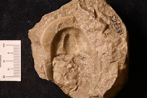Dokumentasi YPM IP 183763 dengan identifikasi pada sumber Lioharpes venulosus. Isi dan label gambar dipertahankan.