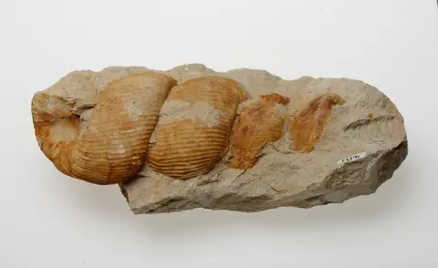 Dokumentasi P 65193 dengan identifikasi pada sumber Bostrychoceras polyplocum. Isi dan label gambar dipertahankan.