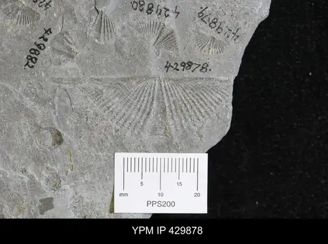 Dokumentasi YPM IP 429878 dengan identifikasi pada sumber Mucrospirifer mucronatus. Isi dan label gambar dipertahankan.