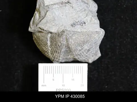 Dokumentasi YPM IP 430085 dengan identifikasi pada sumber Mediospirifer audaculus. Isi dan label gambar dipertahankan.