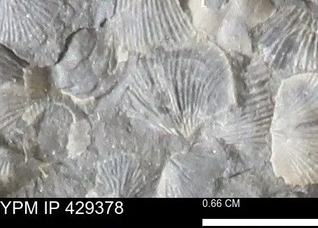 Dokumentasi YPM IP 429378 dengan identifikasi pada sumber Devonochonetes scitulus. Isi dan label gambar dipertahankan.