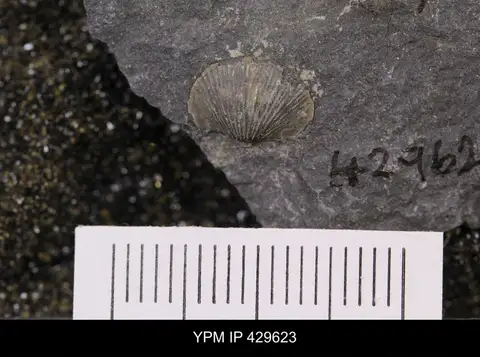 Dokumentasi YPM IP 429623 dengan identifikasi pada sumber Devonochonetes coronatus. Isi dan label gambar dipertahankan.