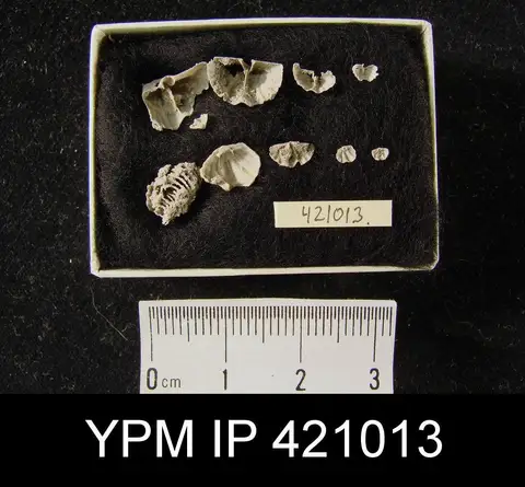 Dokumentasi YPM IP 421013 dengan identifikasi pada sumber Cyrtina hamiltonensis. Isi dan label gambar dipertahankan.