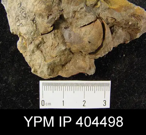 Dokumentasi YPM IP 404498 dengan identifikasi pada sumber Elita fimbriata. Isi dan label gambar dipertahankan.