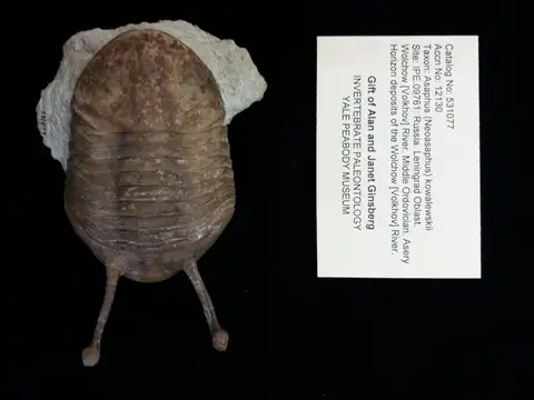 Dokumentasi YPM IP 531077 dengan identifikasi pada sumber Asaphus (Neoasaphus) kowalewskii. Isi dan label gambar dipertahankan.