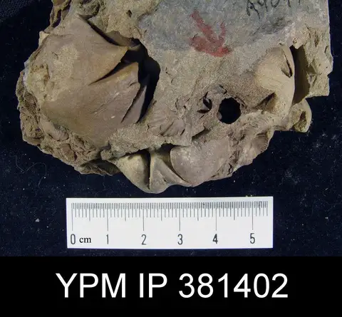 Dokumentasi YPM IP 381402 dengan identifikasi pada sumber Orthospirifer mesastrialis. Isi dan label gambar dipertahankan.