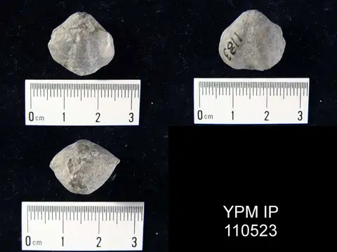 Dokumentasi YPM IP 110523 dengan identifikasi pada sumber Eospirifer radiatus. Isi dan label gambar dipertahankan.