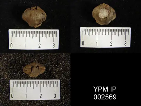 Dokumentasi YPM IP 002569 dengan identifikasi pada sumber Athyris concentrica. Isi dan label gambar dipertahankan.