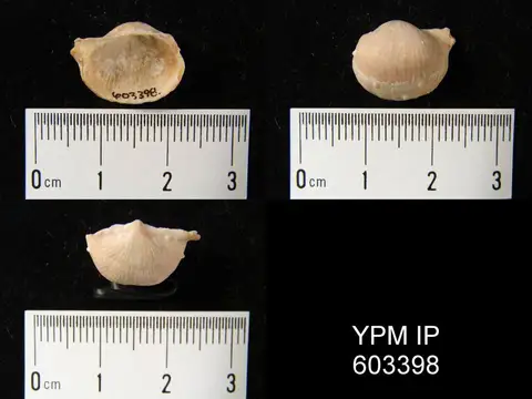 Dokumentasi YPM IP 603398 dengan identifikasi pada sumber Eomarginifera longispinus. Isi dan label gambar dipertahankan.