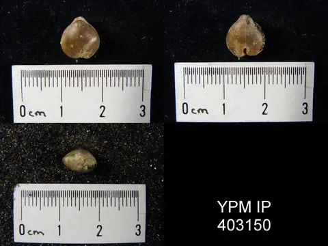 Dokumentasi YPM IP 403150 dengan identifikasi pada sumber Composita trinuclea. Isi dan label gambar dipertahankan.