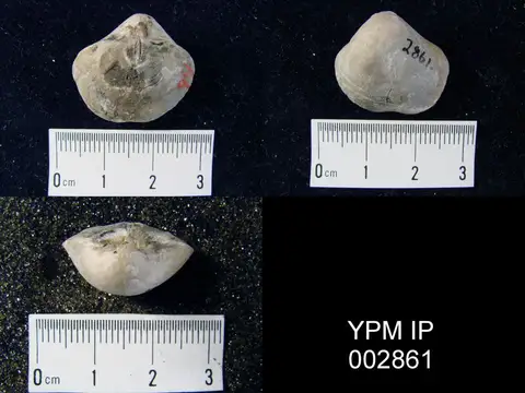 Dokumentasi YPM IP 002861 dengan identifikasi pada sumber Crurithyris urei. Isi dan label gambar dipertahankan.