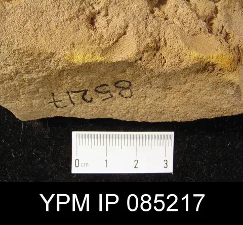 Dokumentasi YPM IP 085217 dengan identifikasi pada sumber Coelospira hemispherica. Isi dan label gambar dipertahankan.
