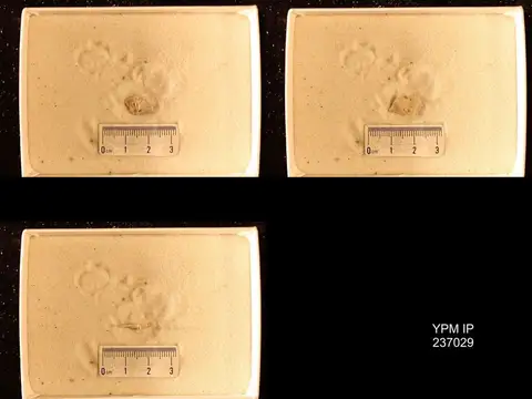 Dokumentasi YPM IP 237029 dengan identifikasi pada sumber Eochonetes clarksvillensis. Isi dan label gambar dipertahankan.