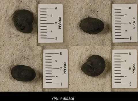 Dokumentasi YPM IP 583695 dengan identifikasi pada sumber Hudsonoceras proteum. Isi dan label gambar dipertahankan.