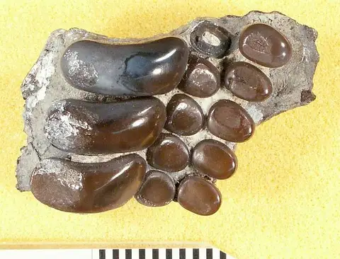 Dokumentasi USNM V7065 dengan identifikasi pada sumber Pycnodus planidens. Isi dan label gambar dipertahankan.
