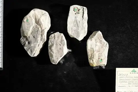 Dokumentasi USNM P38469 dengan identifikasi pada sumber Laurophyllum lanceolatum. Isi dan label gambar dipertahankan.