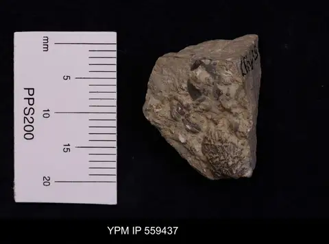 Dokumentasi YPM IP 559437 dengan identifikasi pada sumber Corynotrypa dissimilis. Isi dan label gambar dipertahankan.