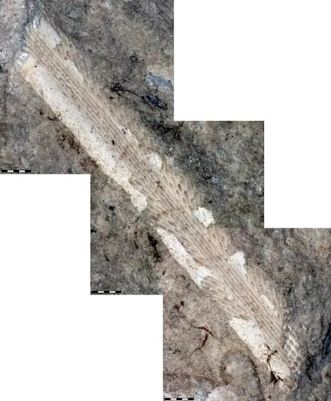Dokumentasi USNM PAL57210 dengan identifikasi pada sumber Ptilodictya gladiola. Isi dan label gambar dipertahankan.