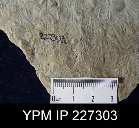 Dokumentasi YPM IP 227303 dengan identifikasi pada sumber Helopora fragilis. Isi dan label gambar dipertahankan.