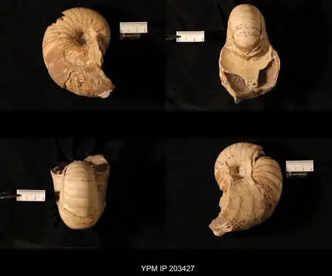 Dokumentasi YPM IP 203427 dengan identifikasi pada sumber Cenoceras striatum. Isi dan label gambar dipertahankan.