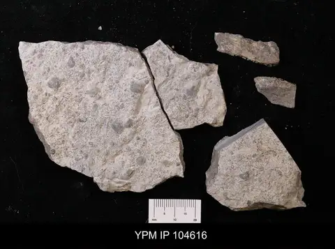 Dokumentasi YPM IP 104616 dengan identifikasi pada sumber Glauconome strigosa. Isi dan label gambar dipertahankan.
