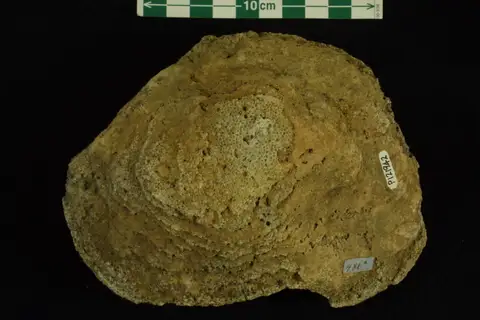 Dokumentasi P 121942 dengan identifikasi pada sumber Lichenalia concentrica. Isi dan label gambar dipertahankan.