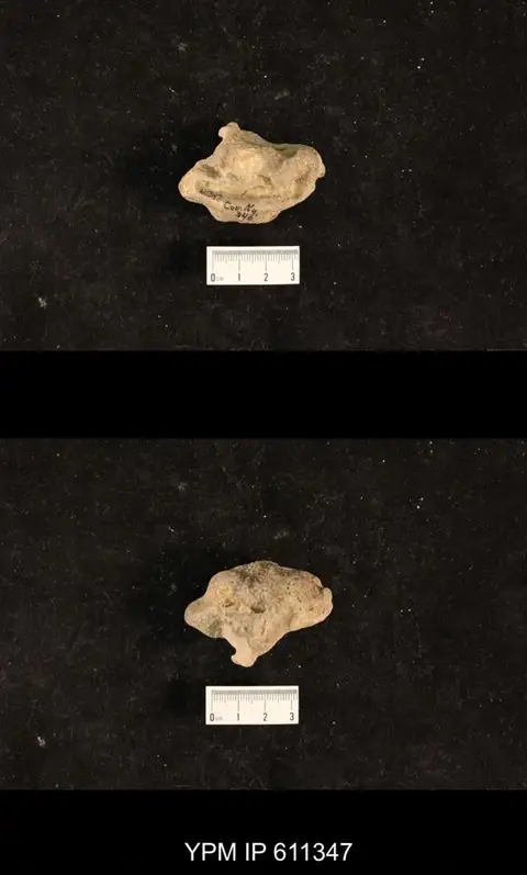 Dokumentasi YPM IP 611347 dengan identifikasi pada sumber Monticulipora mammulata. Isi dan label gambar dipertahankan.