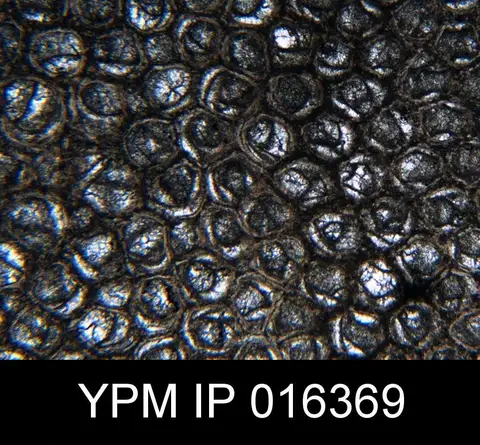 Dokumentasi YPM IP 016369 dengan identifikasi pada sumber Monticulipora arborea. Isi dan label gambar dipertahankan.