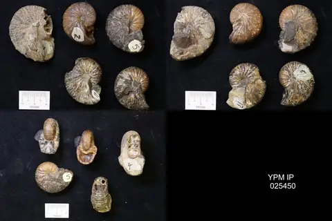 Dokumentasi YPM IP 025450 dengan identifikasi pada sumber Hemiphragma tenuimurale. Isi dan label gambar dipertahankan.