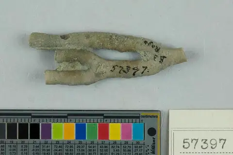 Dokumentasi USNM PAL57397 dengan identifikasi pada sumber Dittopora annulata. Isi dan label gambar dipertahankan.