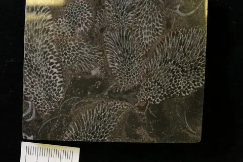Dokumentasi YPM IP 005628 dengan identifikasi pada sumber Favosites polymorpha. Isi dan label gambar dipertahankan.