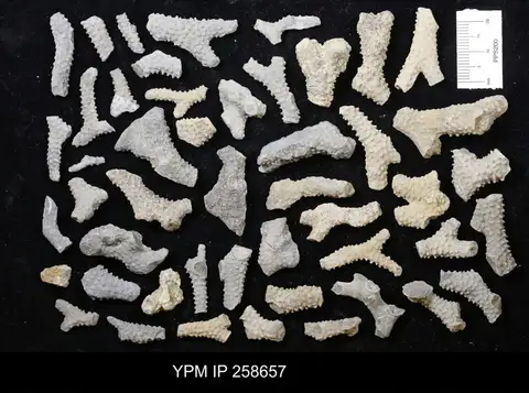 Dokumentasi YPM IP 258657 dengan identifikasi pada sumber Parvohallopora ramosa. Isi dan label gambar dipertahankan.