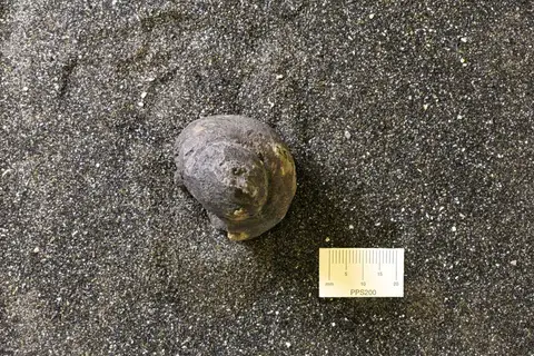 Dokumentasi YPM IP 025045 dengan identifikasi pada sumber Harpagodes oceani. Isi dan label gambar dipertahankan.