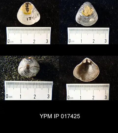 Dokumentasi YPM IP 017425 dengan identifikasi pada sumber Hemithyris psittacea. Isi dan label gambar dipertahankan.