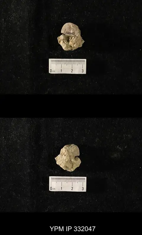 Dokumentasi YPM IP 332047 dengan identifikasi pada sumber Holtedahlina sulcata. Isi dan label gambar dipertahankan.
