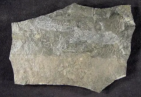 Dokumentasi USNM V4475 dengan identifikasi pada sumber Ctenerpeton alveolatum. Isi dan label gambar dipertahankan.