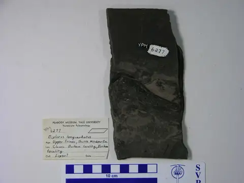 Dokumentasi YPM VP 006277 dengan identifikasi pada sumber Diplurus longicaudatus. Isi dan label gambar dipertahankan.
