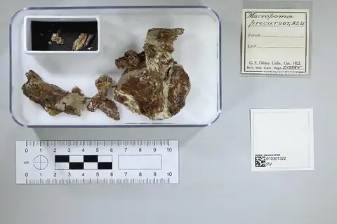 Dokumentasi PV P 12885 dengan identifikasi pada sumber Macropoma precursor. Isi dan label gambar dipertahankan.