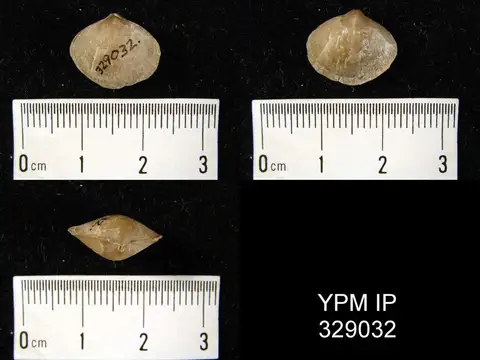 Dokumentasi YPM IP 329032 dengan identifikasi pada sumber Parazyga hirsuta. Isi dan label gambar dipertahankan.