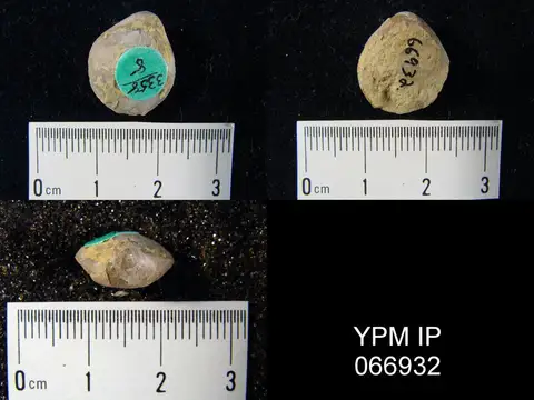 Dokumentasi YPM IP 066932 dengan identifikasi pada sumber Centronella navicella. Isi dan label gambar dipertahankan.