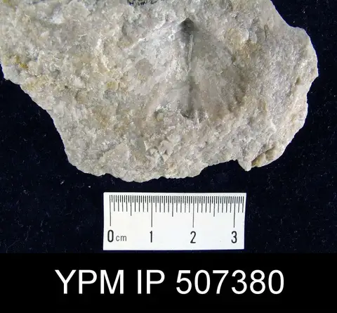 Dokumentasi YPM IP 507380 dengan identifikasi pada sumber Pentamerella arata. Isi dan label gambar dipertahankan.
