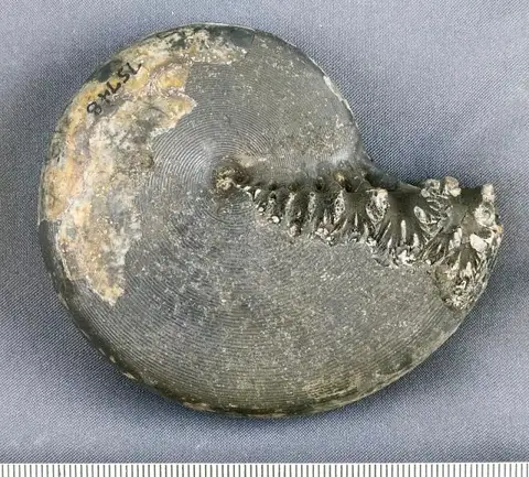 Dokumentasi USNM PAL75748 dengan identifikasi pada sumber Cladiscites beyrichi. Isi dan label gambar dipertahankan.