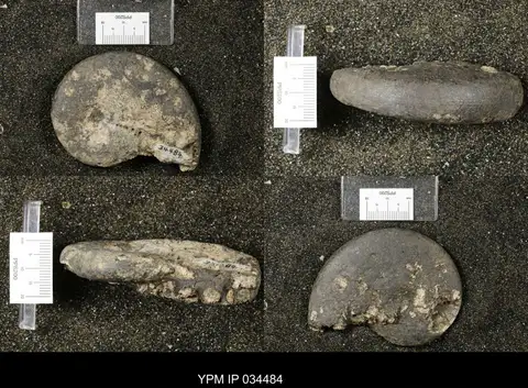 Dokumentasi YPM IP 034484 dengan identifikasi pada sumber Hypocladiscites subaratus. Isi dan label gambar dipertahankan.