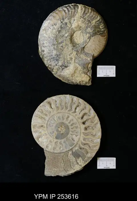 Dokumentasi YPM IP 253616 dengan identifikasi pada sumber Leioceras lineatum. Isi dan label gambar dipertahankan.