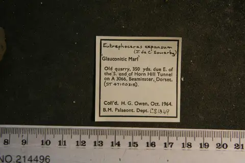 Dokumentasi PI C 81349 dengan identifikasi pada sumber Eutrephoceras expansum. Isi dan label gambar dipertahankan.