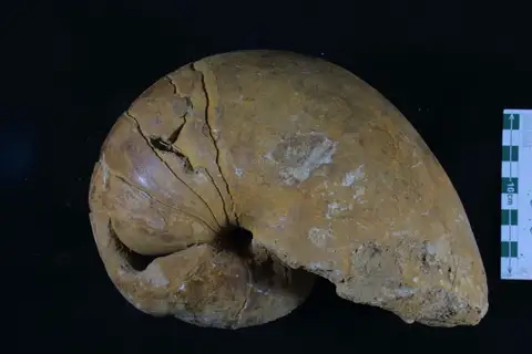 Dokumentasi P 12978 dengan identifikasi pada sumber Nautilus geelongensis. Isi dan label gambar dipertahankan.