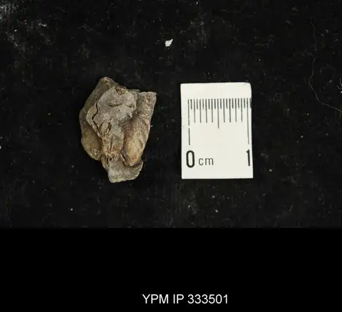 Dokumentasi YPM IP 333501 dengan identifikasi pada sumber Encrinurus punctatus. Isi dan label gambar dipertahankan.