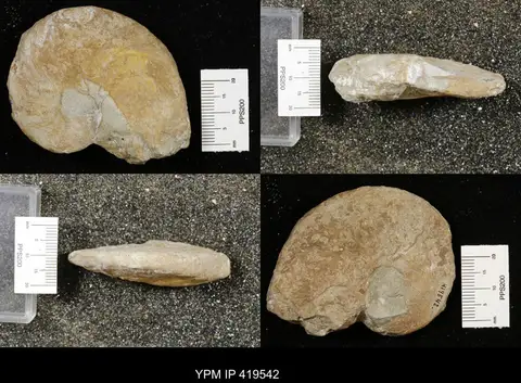 Dokumentasi YPM IP 419542 dengan identifikasi pada sumber Paraphyllites tabuloides. Isi dan label gambar dipertahankan.