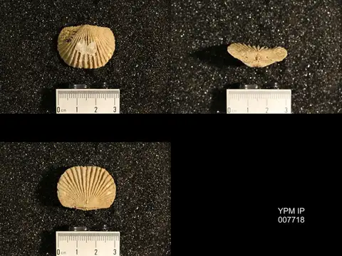 Dokumentasi YPM IP 007718 dengan identifikasi pada sumber Dinorthis pectinella. Isi dan label gambar dipertahankan.